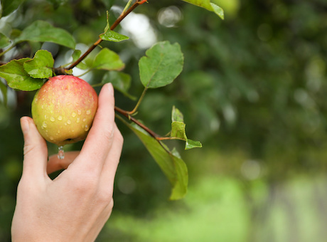 low-hanging fruit